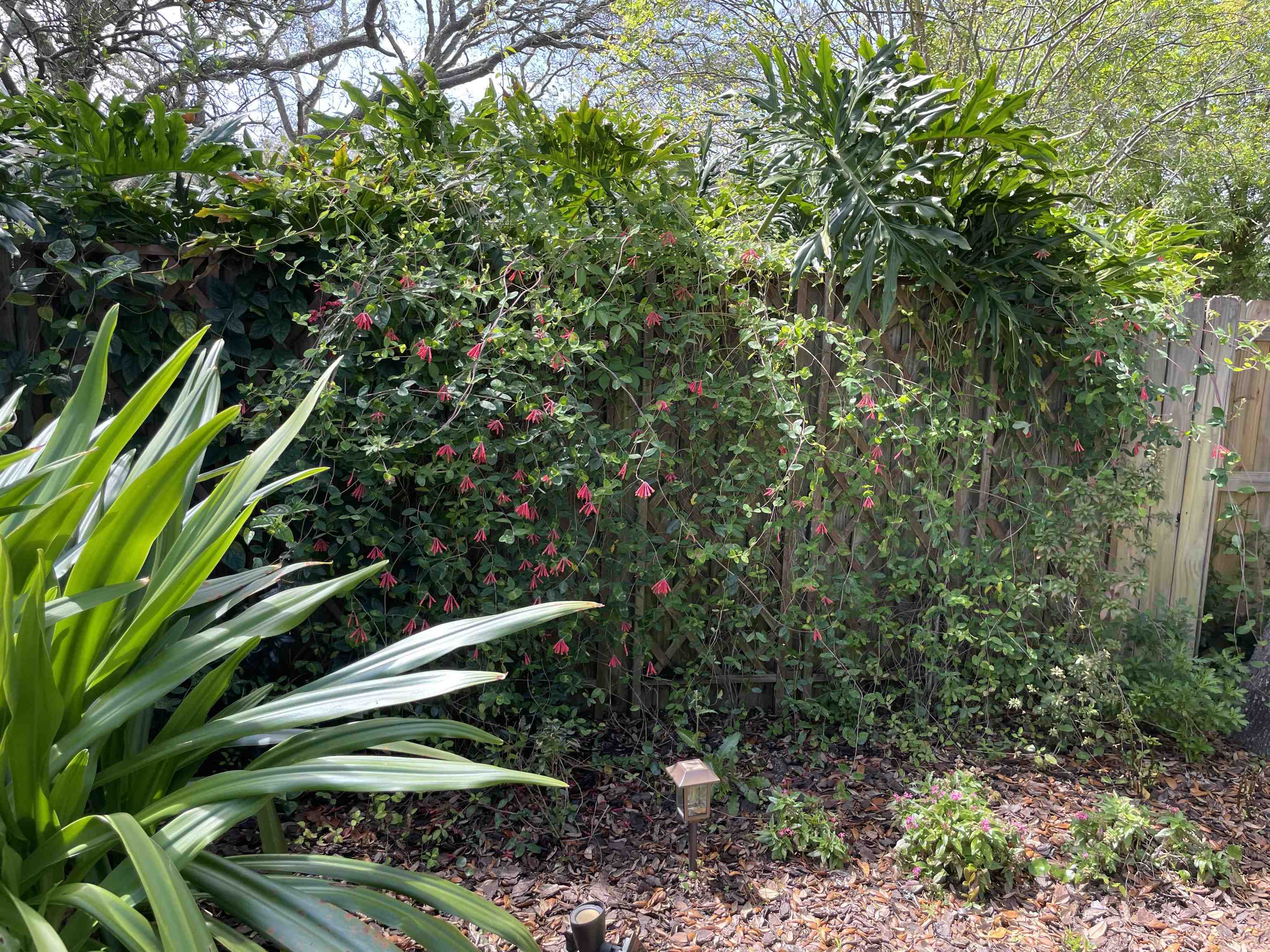 222 Bonita Road St. Augustine, FL 32086 - Photo 38 of 46 a backyard of a house with lots of green space