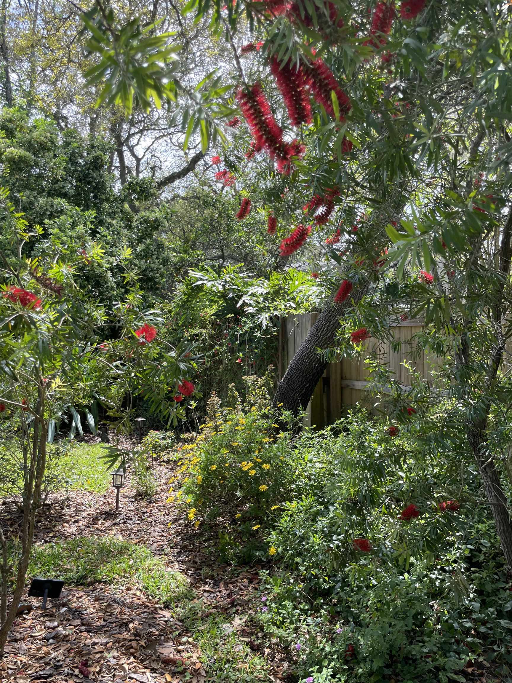 222 Bonita Road St. Augustine, FL 32086 - Photo 40 of 46 a view of a garden with plants