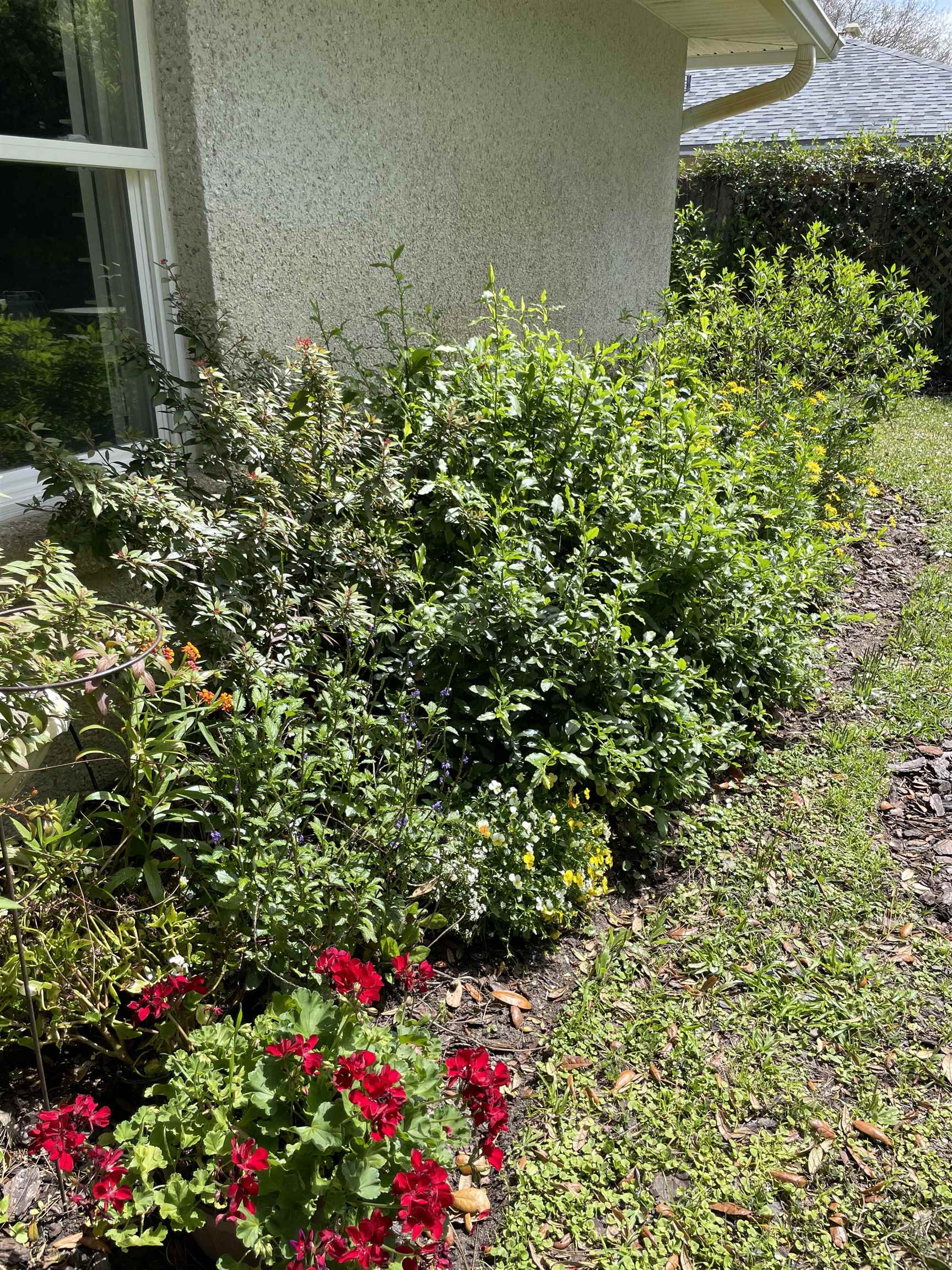 222 Bonita Road St. Augustine, FL 32086 - Photo 41 of 46 a flower plants and a wooden bench