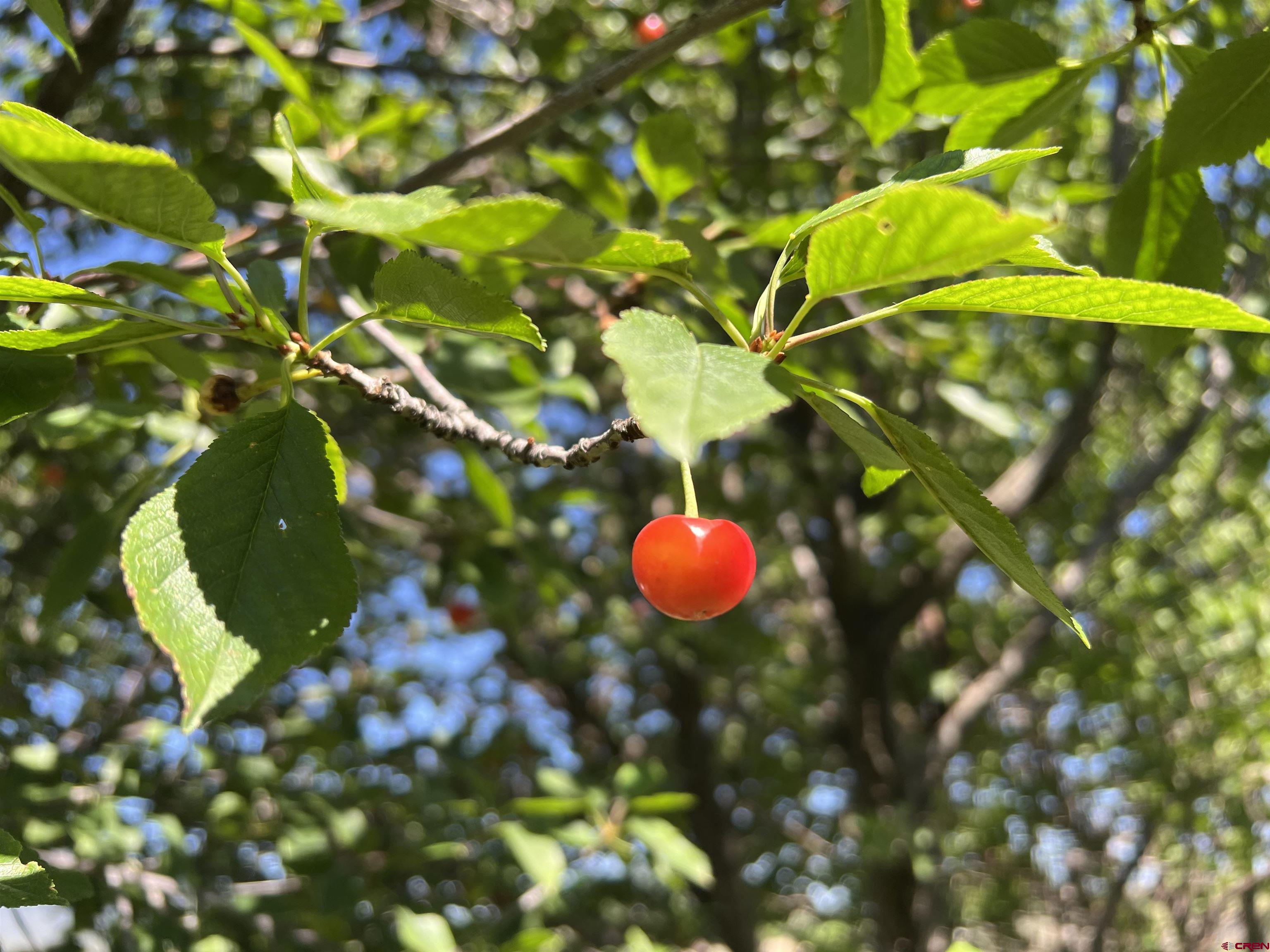 21179 Rd C.6 Cortez, CO 81321 - Photo 32 of 33 a view of a tree