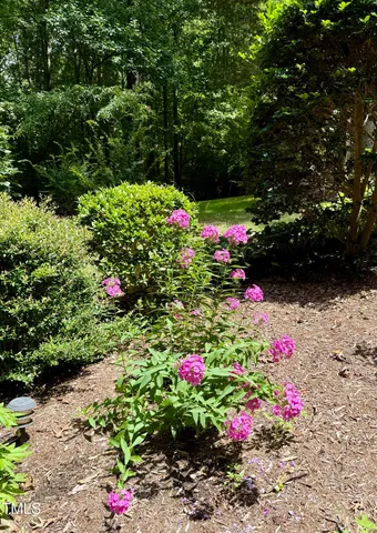 a view of a forest with trees in the background