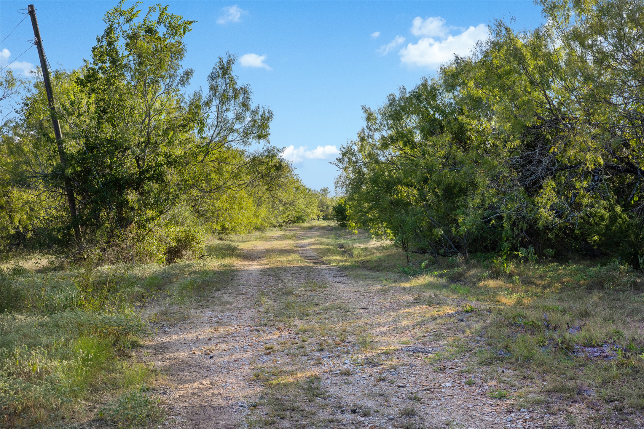399 Seals Creek Road Lockhart, TX 78644 - Photo 9 of 40 View of road with a forest view