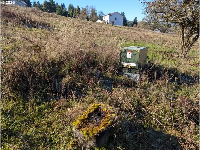 a view of bushes and pathway