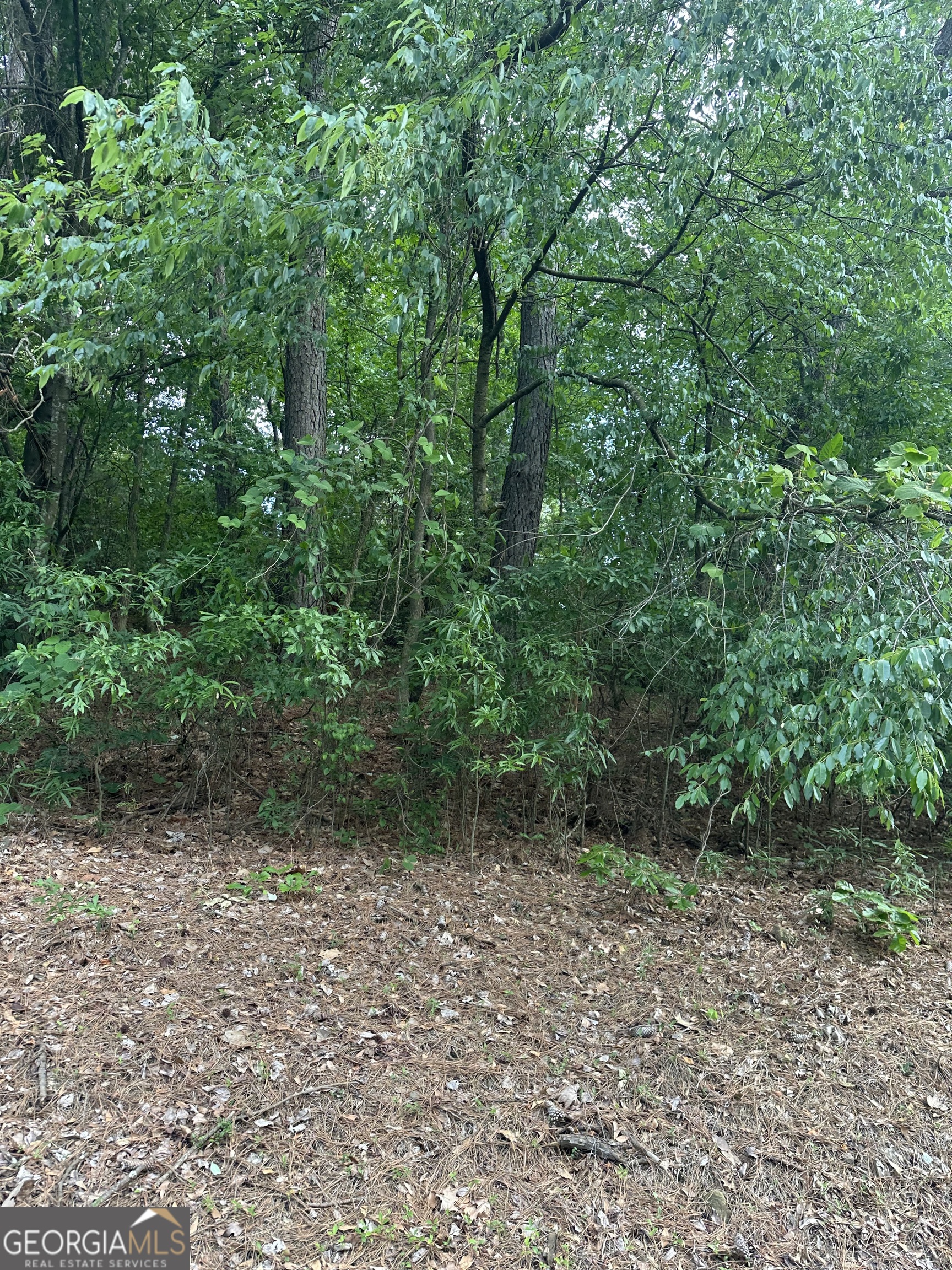0 Ada Street Royston, GA 30662 - Photo 1 of 6 a view of a yard with plants and large trees