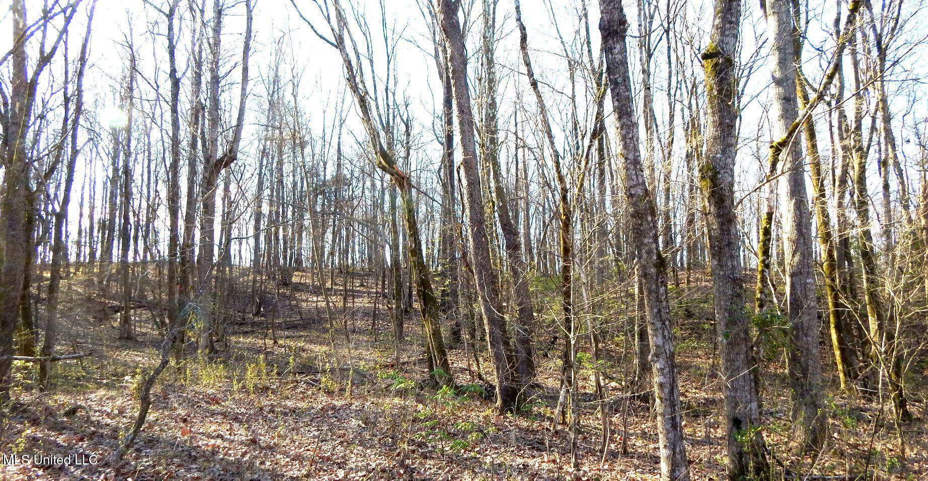 4577 Bluff Road Hernando, MS 38632 - Photo 33 of 50 DSCN6689