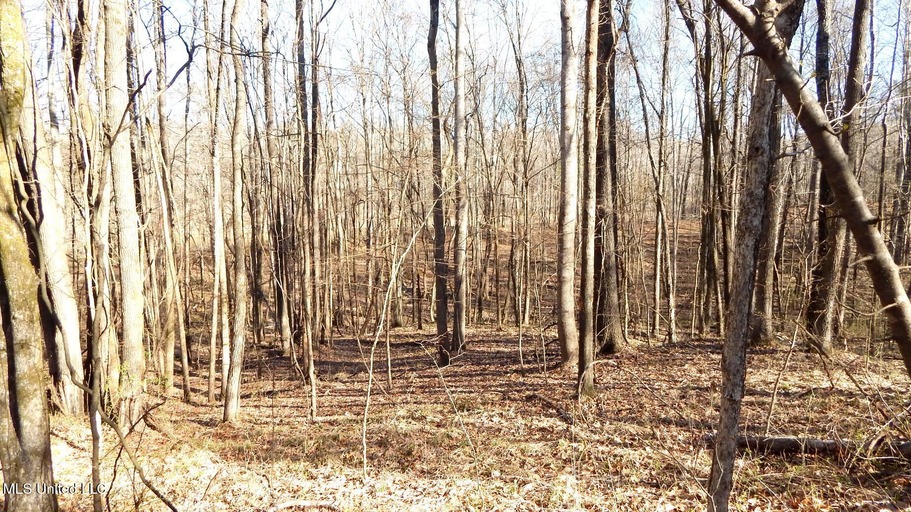 4577 Bluff Road Hernando, MS 38632 - Photo 42 of 50 DSCN6739