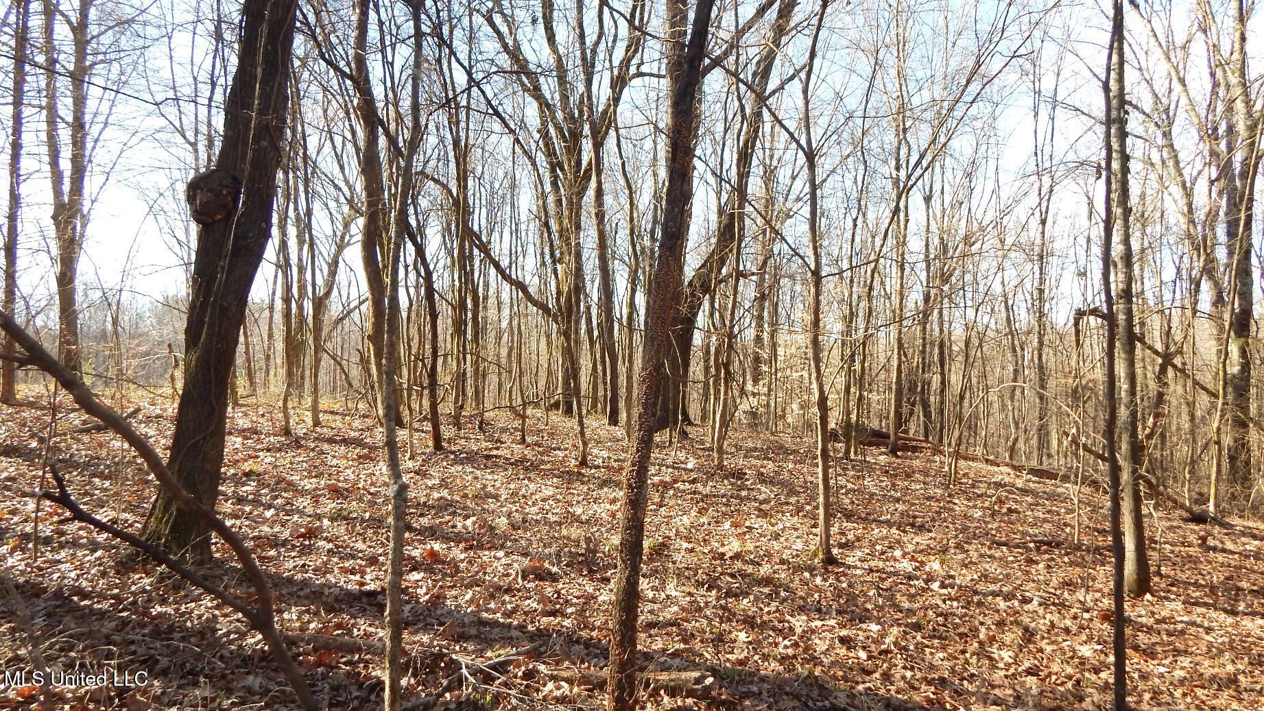 4577 Bluff Road Hernando, MS 38632 - Photo 43 of 50 DSCN6740