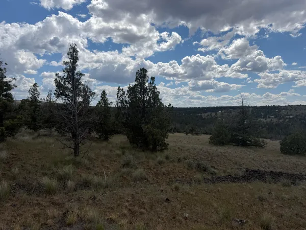 a view of a bunch of trees