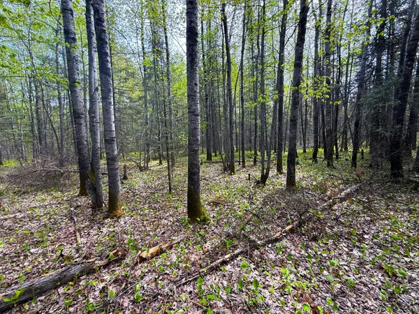 $45,000 | 72-xxx East Central Lakes Road, Eveleth, MN 55734