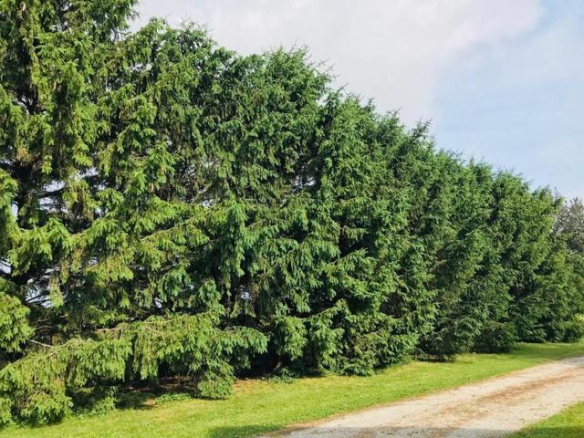16138 East 3000 N Road Blackstone, IL 61313 - Photo 29 of 36