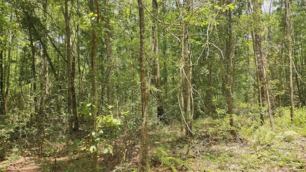 0 Cox Road Monticello, FL 32344 - Photo 2 of 3