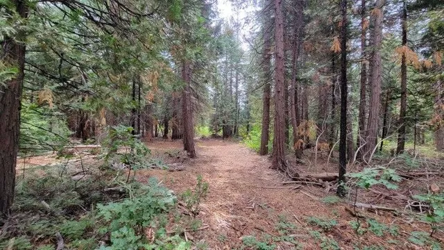 a view of a forest filled with trees