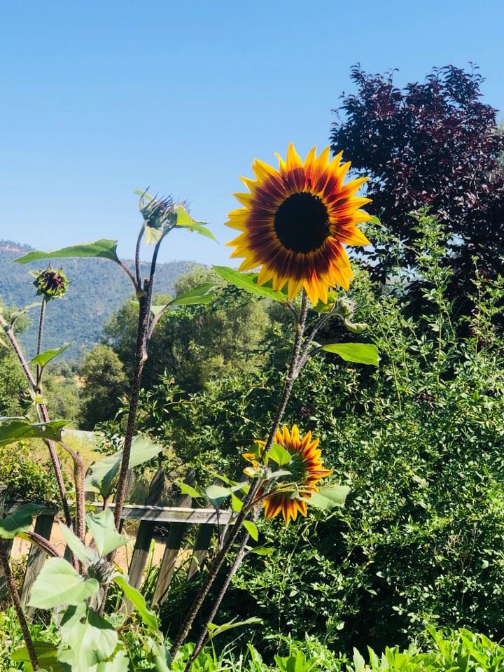 44800 Ahwahnee Acres Road Ahwahnee, CA 93601 - Photo 46 of 77