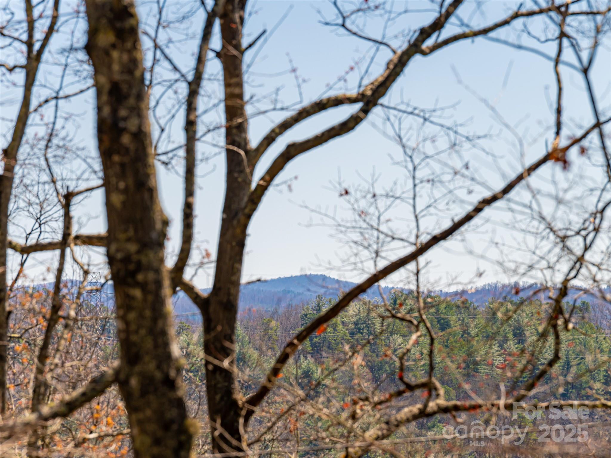 75 Deep Woods Road Mills River, NC 28759 - Photo 36 of 48 a view of a yard with a tree