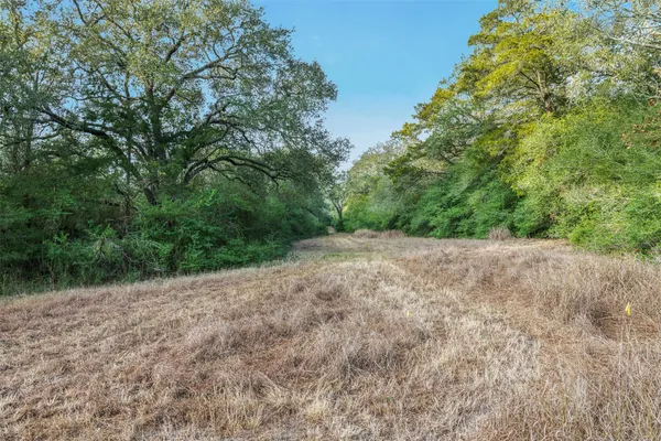 a view of a forest with trees in the background