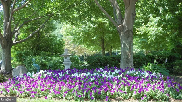 a view of a garden with plants and trees