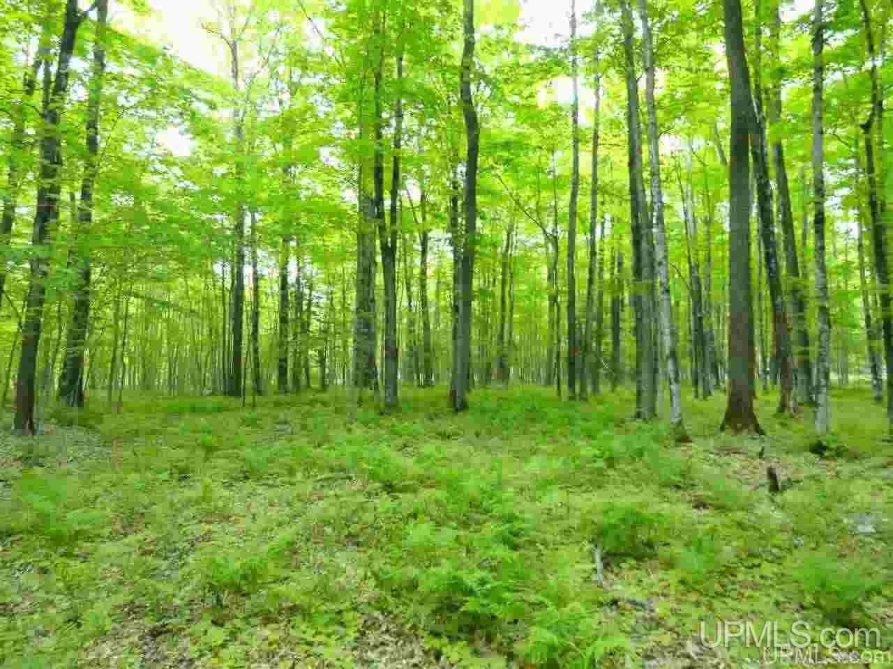 80-acres Dog Patch Road Lanse, MI 49946 - Photo 32 of 50 Gallery Image 32