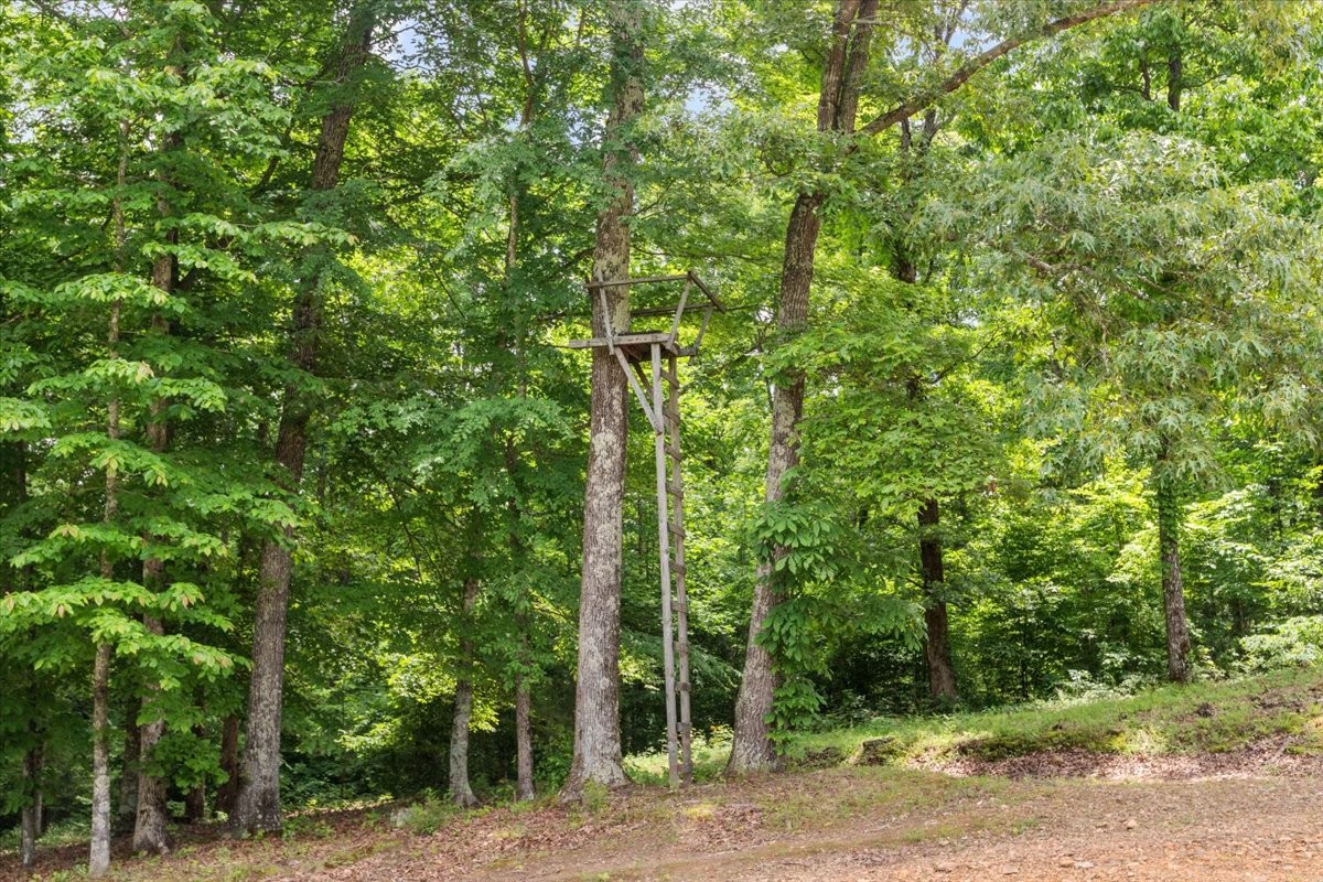 100 Croff Lane McEwen, TN 37101 - Photo 34 of 63 a view of a forest with trees