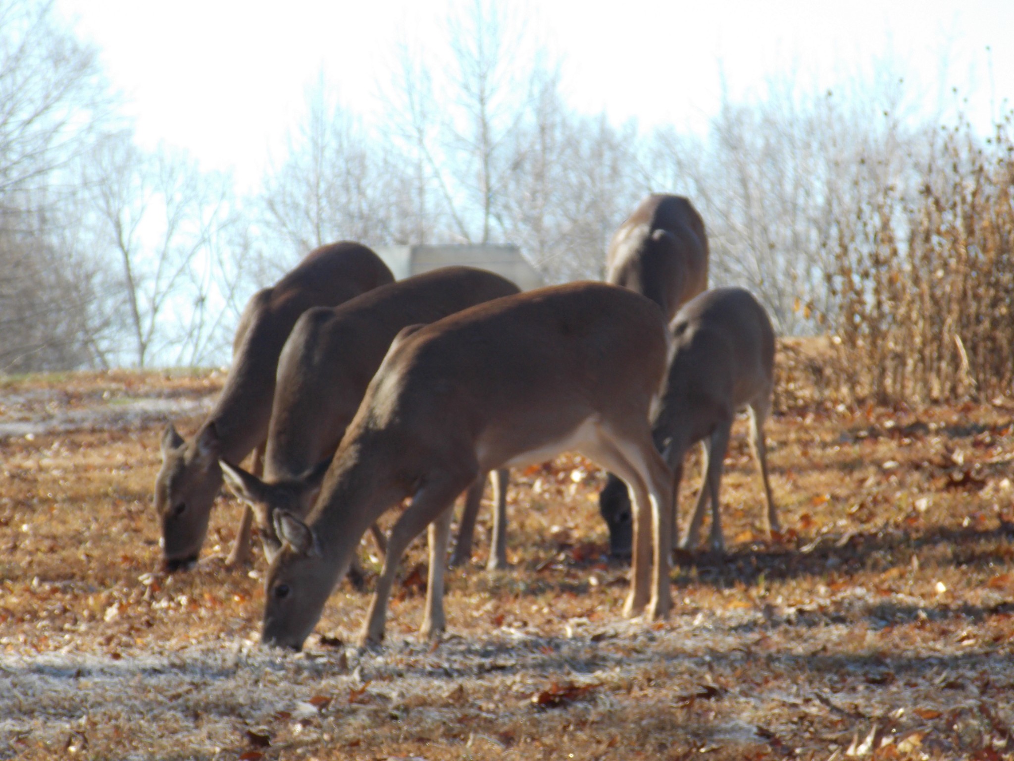 100 Croff Lane McEwen, TN 37101 - Photo 54 of 63 a view of a back yard