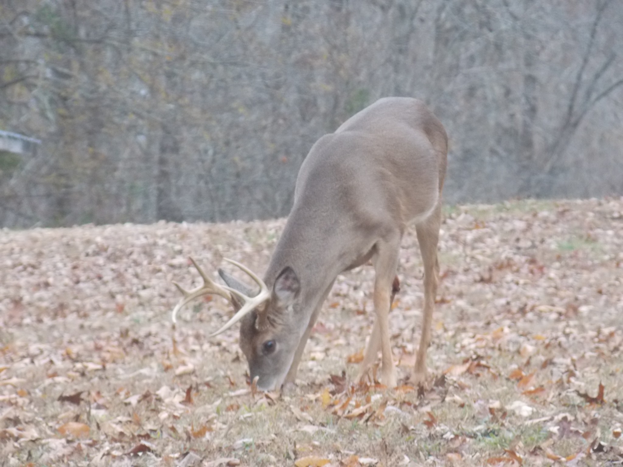 100 Croff Lane McEwen, TN 37101 - Photo 55 of 63