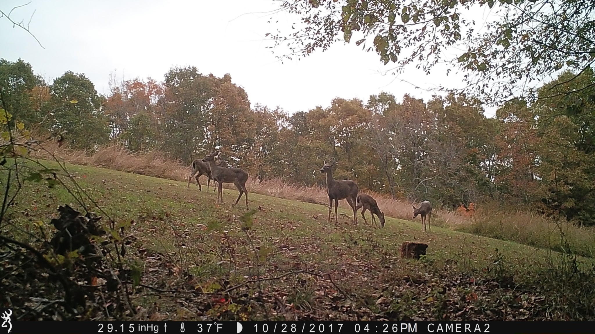 100 Croff Lane McEwen, TN 37101 - Photo 60 of 63 a view of a yard with large trees