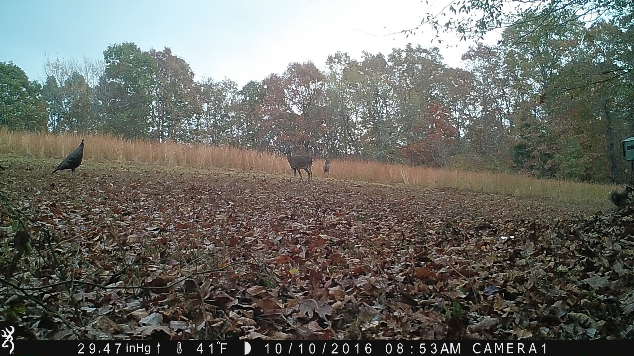 100 Croff Lane McEwen, TN 37101 - Photo 61 of 63 a view of a lake with lots of trees