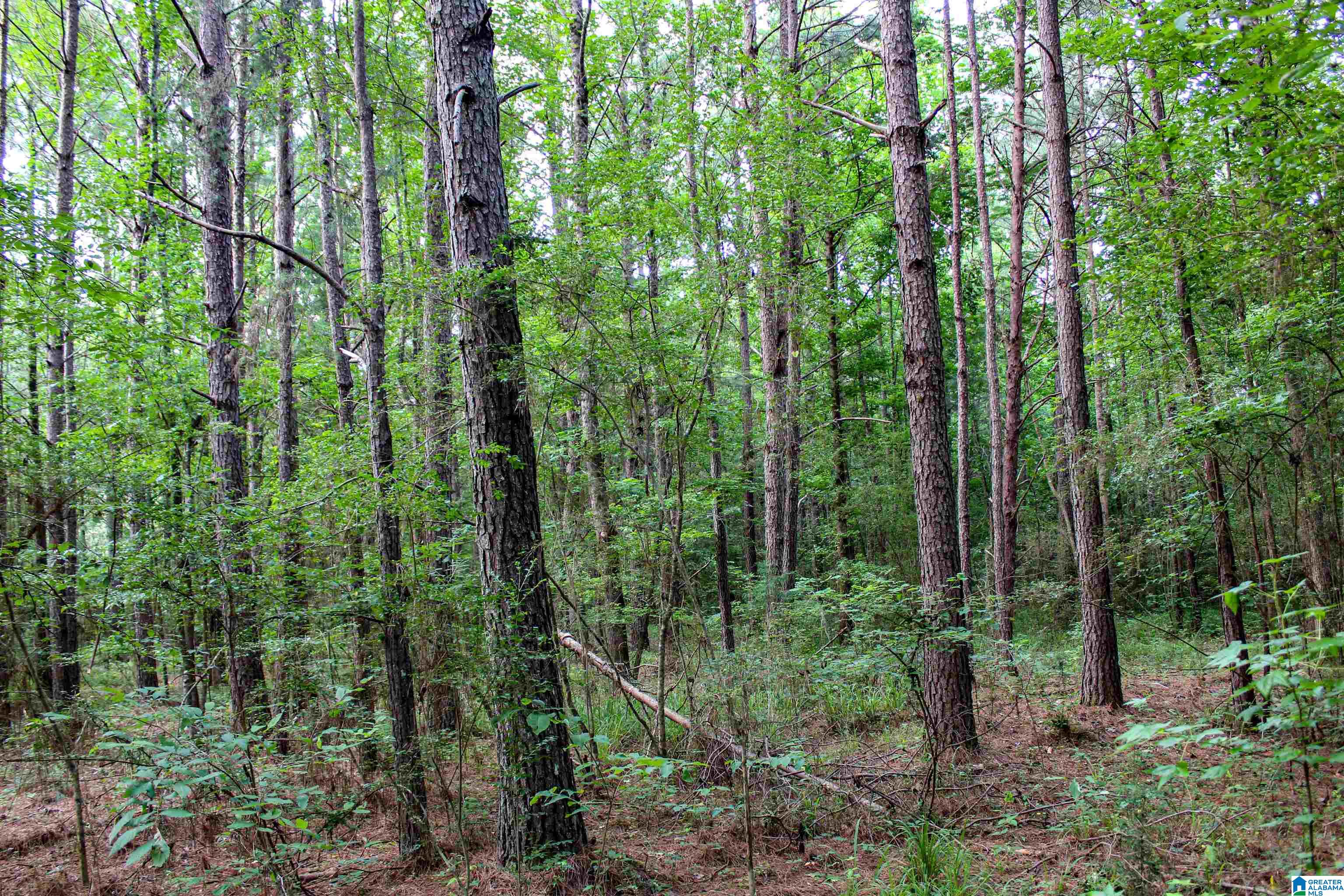 2211 Gurley Road, Unit 1 Trafford, AL 35172 - Photo 31 of 39