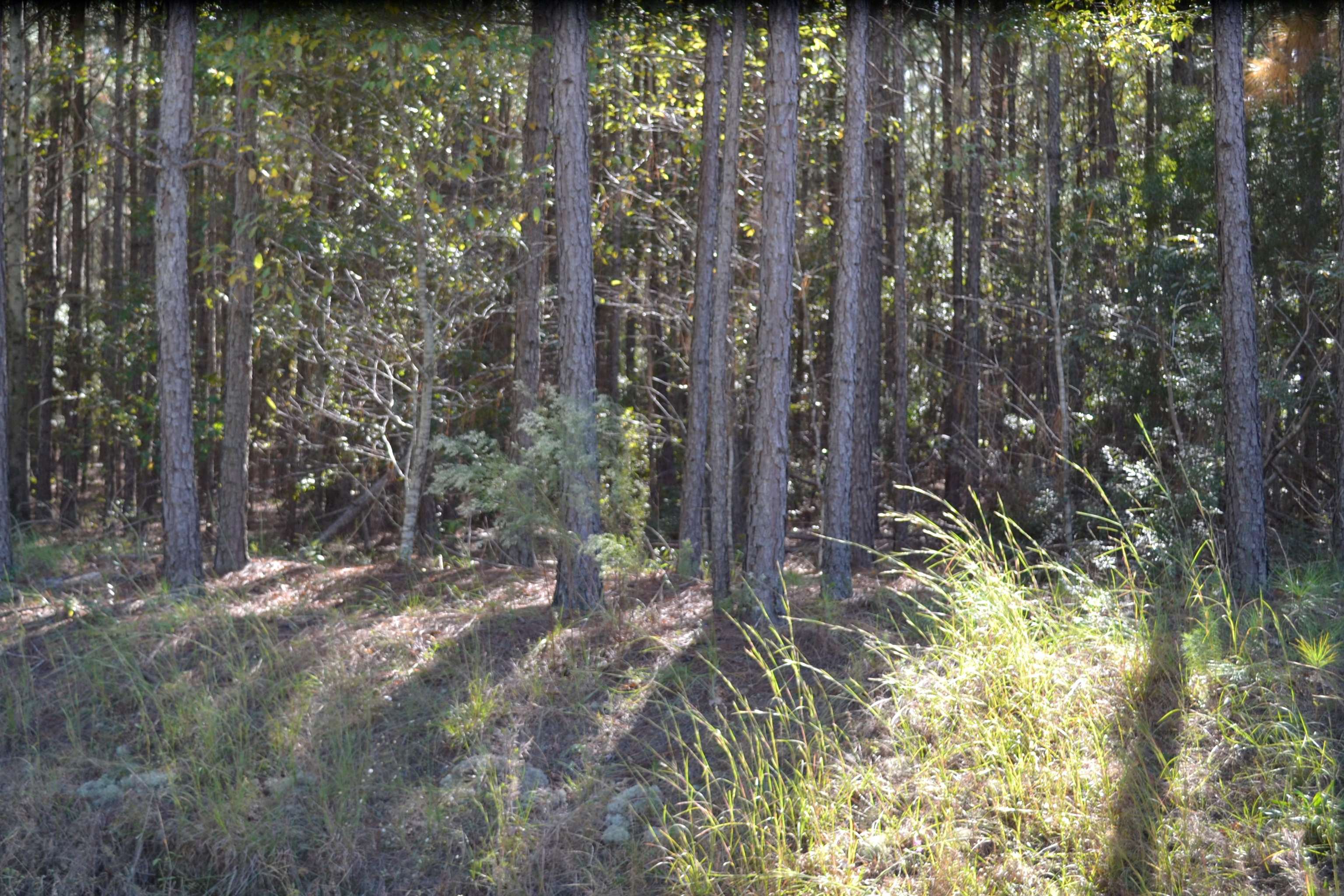 Antioch Church Road Road Eastman, GA 31023 - Photo 7 of 7