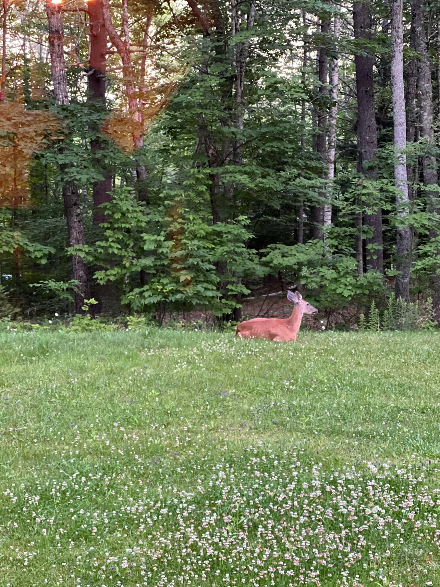 395 Five Road Carmel, ME 04419 - Photo 24 of 24 Front yard