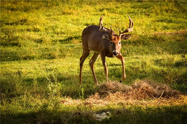 $699,900 | 2070 Watkins Road, Sempronius, NY 13118