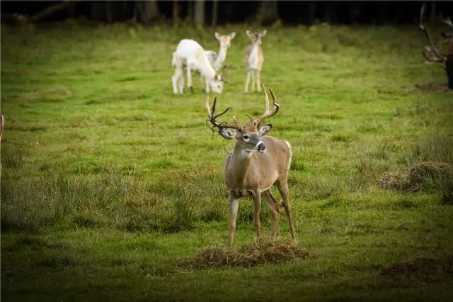 $699,900 | 2070 Watkins Road, Sempronius, NY 13118