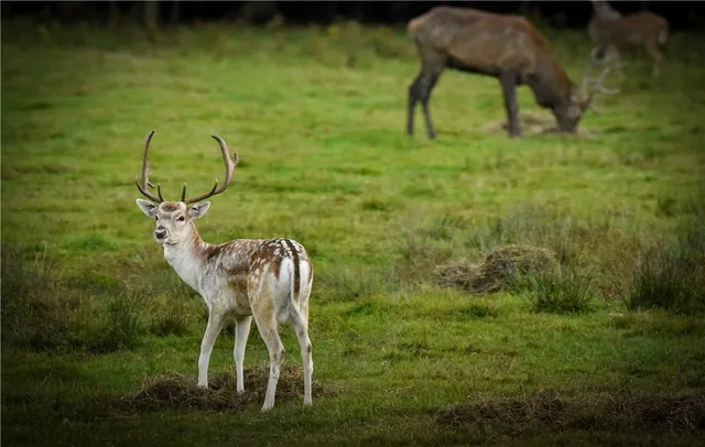 $699,900 | 2070 Watkins Road, Sempronius, NY 13118