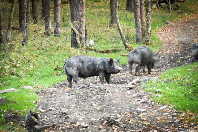 $699,900 | 2070 Watkins Road, Sempronius, NY 13118