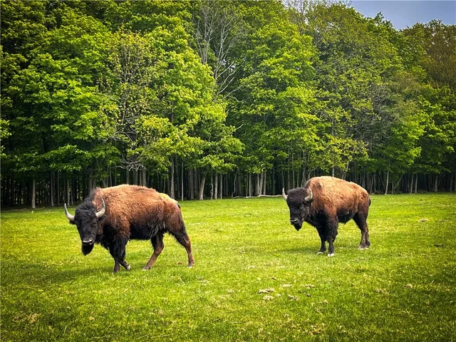 $699,900 | 2070 Watkins Road, Sempronius, NY 13118