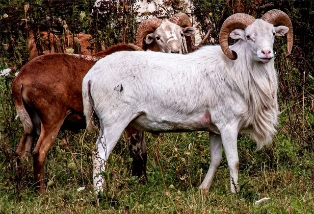 $699,900 | 2070 Watkins Road, Sempronius, NY 13118