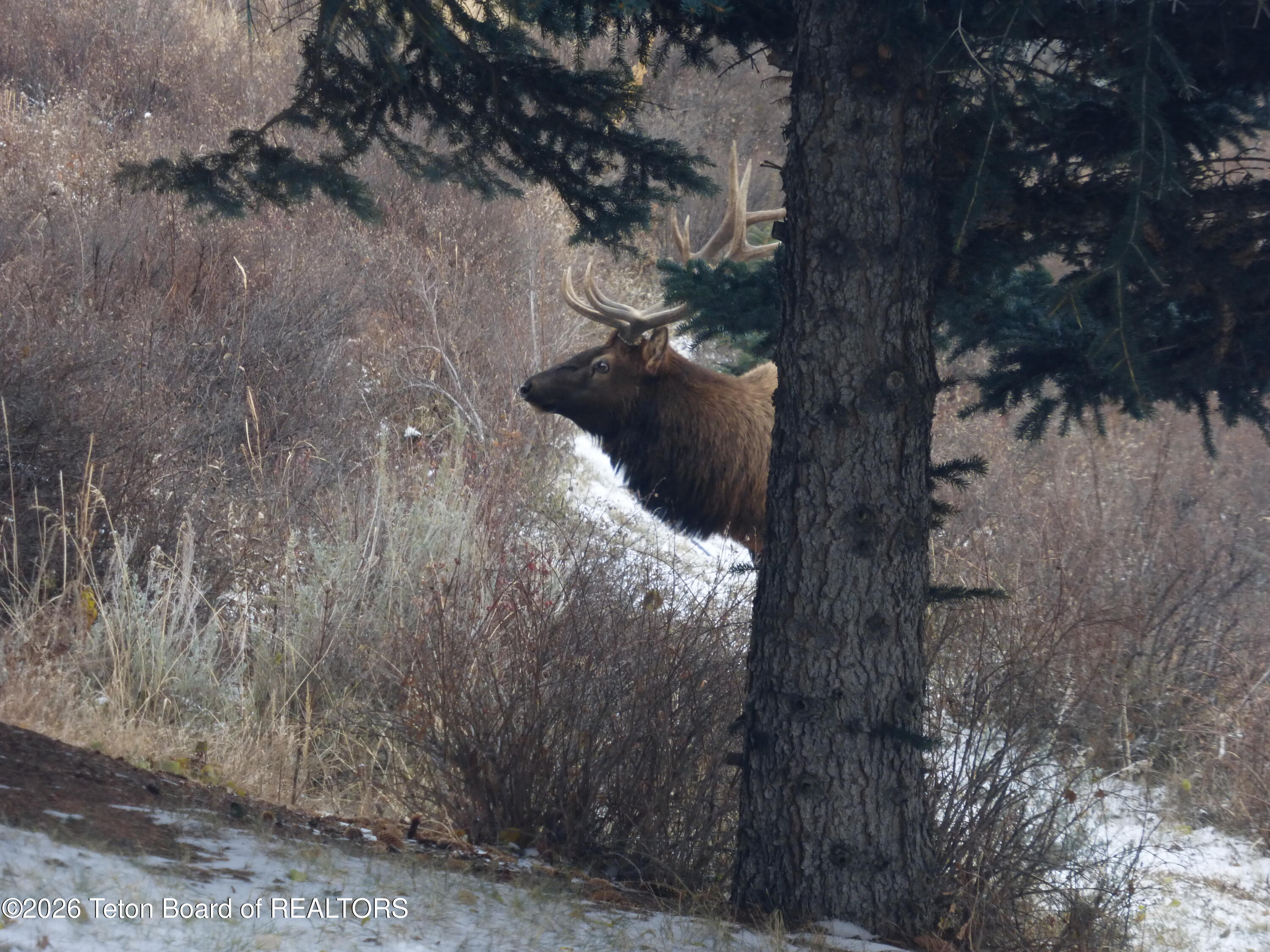 575 North Bar Y Road Jackson, WY 83001 - Photo 47 of 49 Bull Elk behind tree