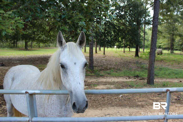 16353 Durban Fork Road Bay Minette, AL 36507 - Photo 23 of 29 Back Pasture