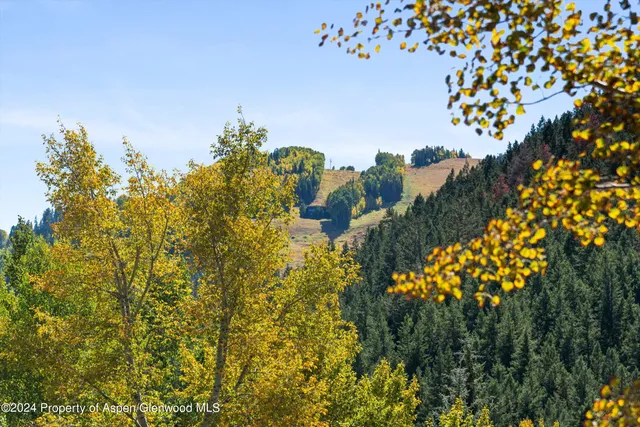 a view of a flower in a garden