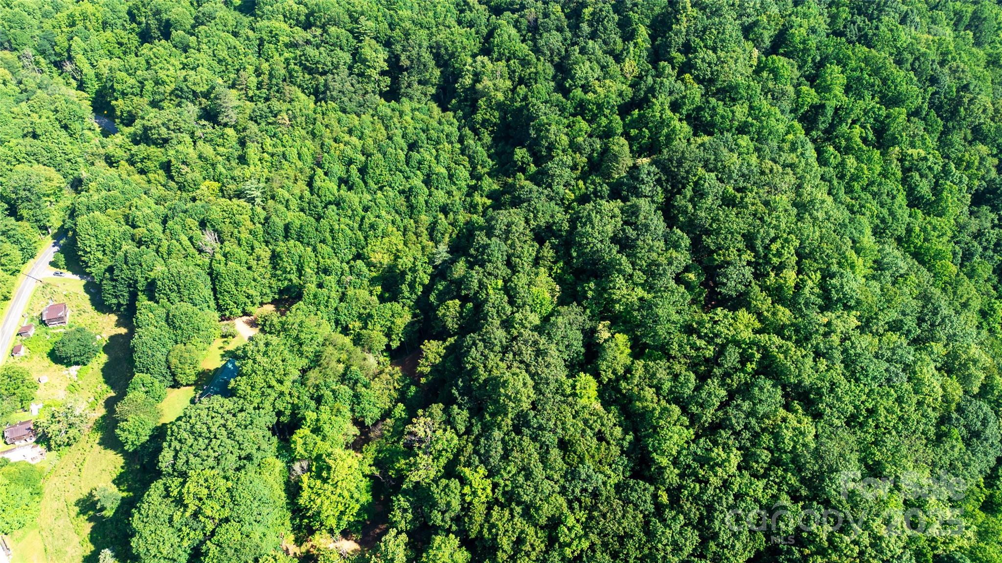 0 Monteith Branch Road Sylva, NC 28779 - Photo 4 of 7 a view of a lush green forest