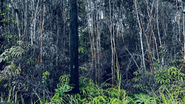 $42,000 | 3231 Road 3 (hopue) Kurtistown Hi 96760, Mountain View, HI 96771