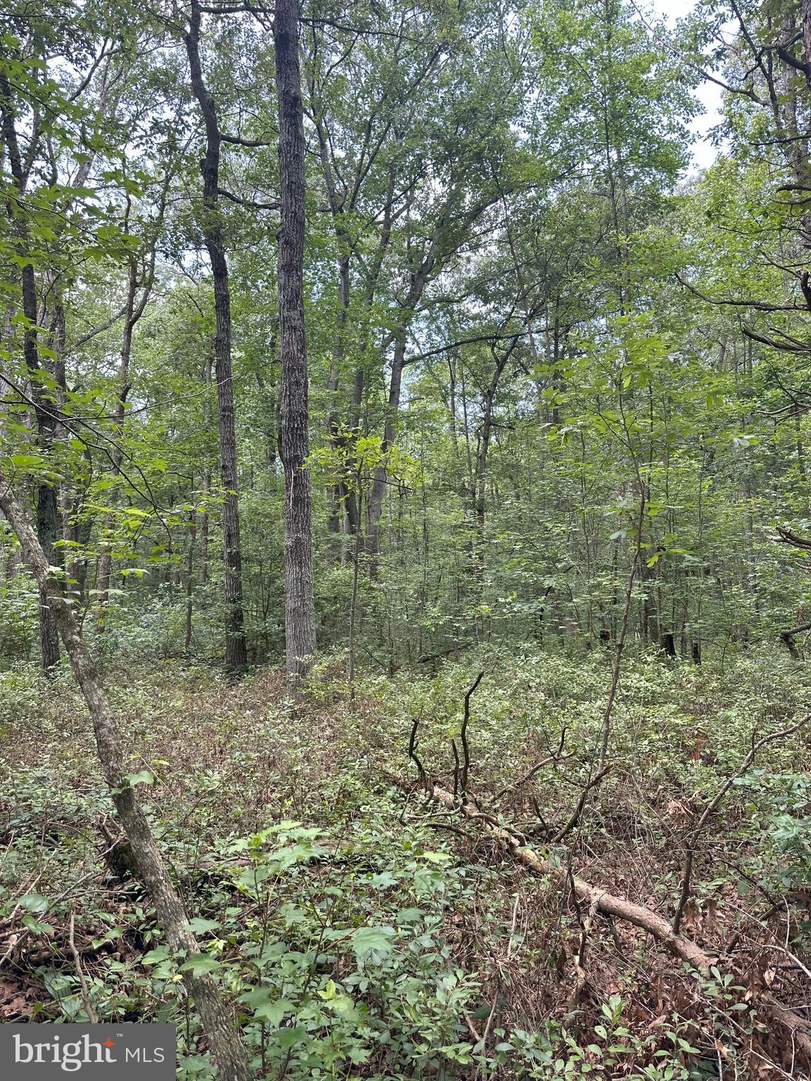 Temple Road Marydel, MD 21649 - Photo 12 of 18 Gallery Image 12