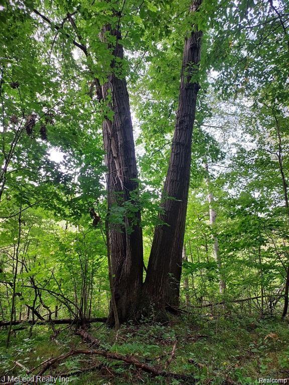 Vl Washburn Road Millington, MI 48746 - Photo 5 of 10