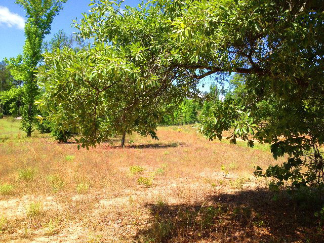 Tract C Township Road Aiken, SC 29803 - Photo 10 of 10