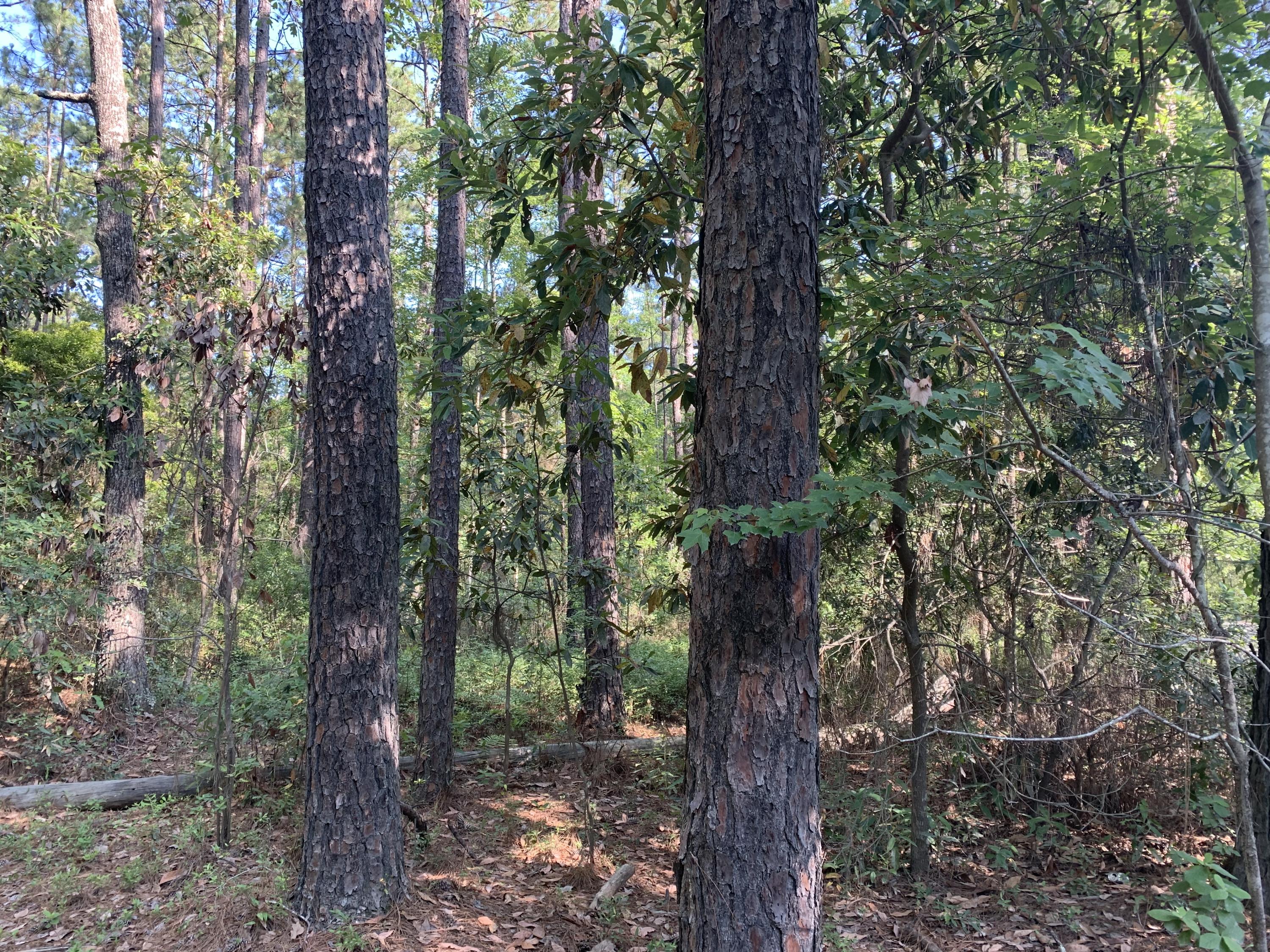 0 Three Mile Road Walterboro, SC 29488 - Photo 3 of 3 4B76C4E7-1C5F-4F53-8817-B917C6D8D5A6