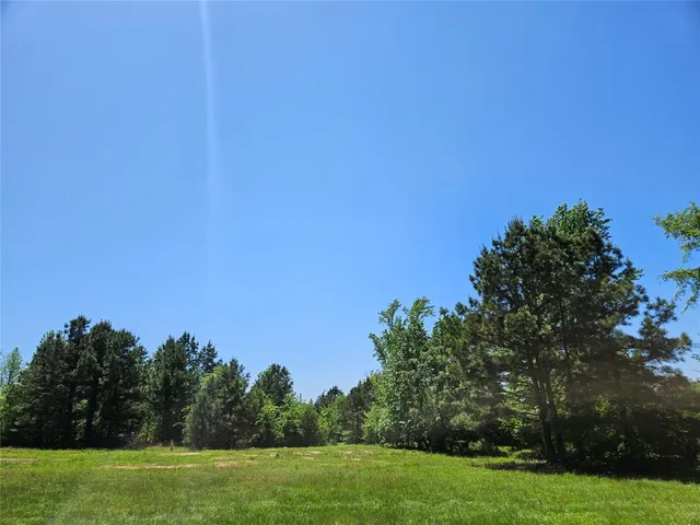 a view of a forest with trees in the background