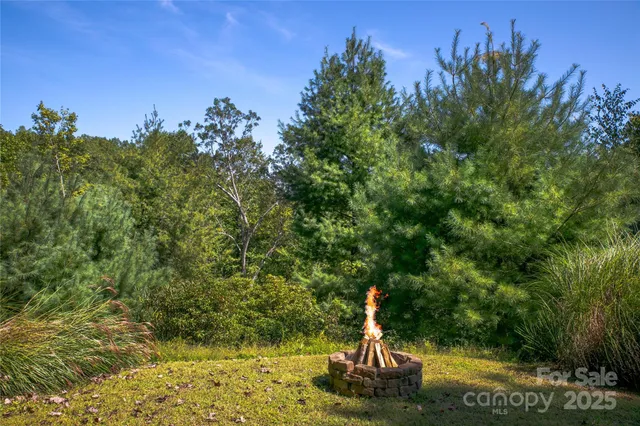 a view of a lush green forest