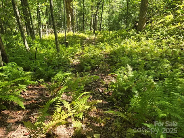a view of a lush green forest