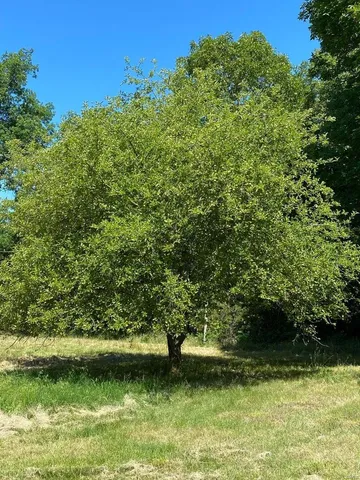 $299,900 | 37 County Road 343, Caulfield, MO 65626