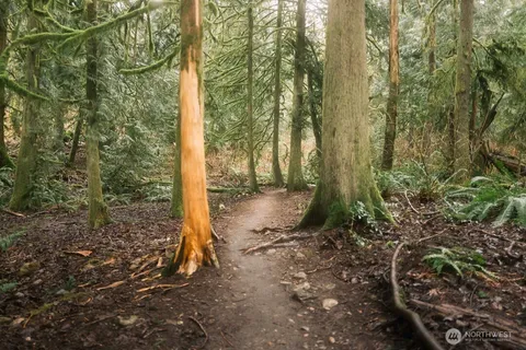 a view of a yard with plants and large trees