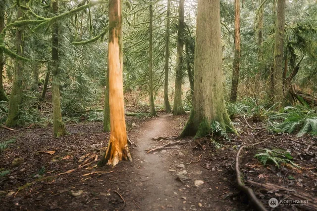 a view of a yard with plants and large trees